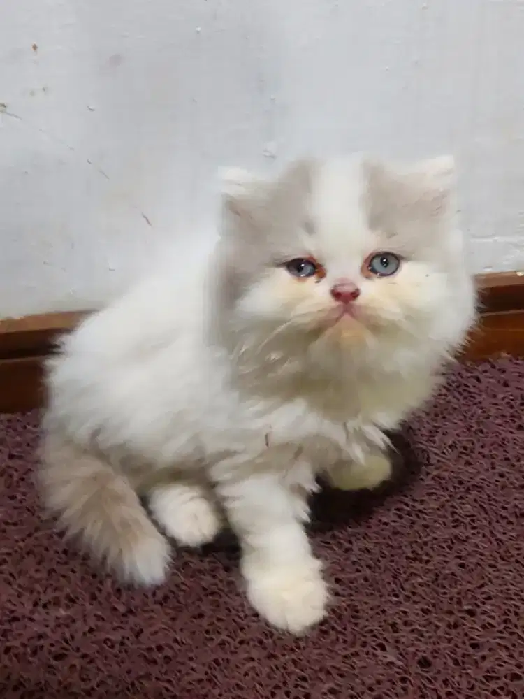 Kitten Ras Persia
