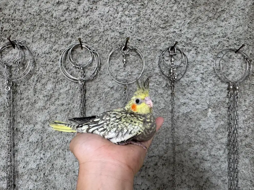 falk | parkit australia jinak respon spet