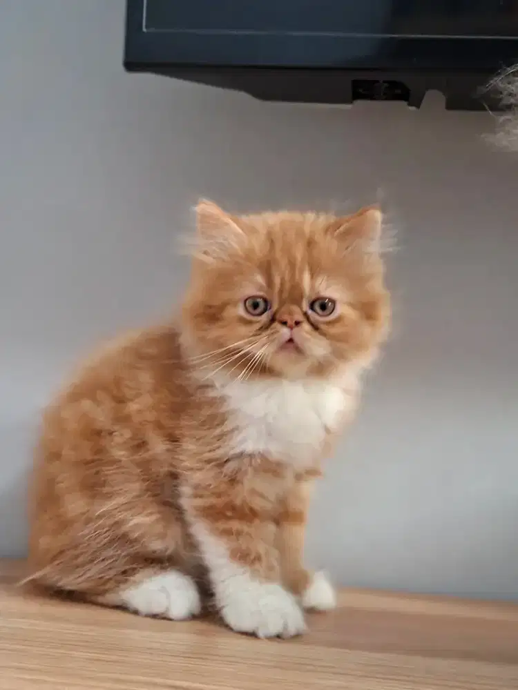 La kitten peaknose persia
