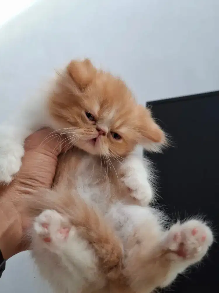 La kitten peaknose persia