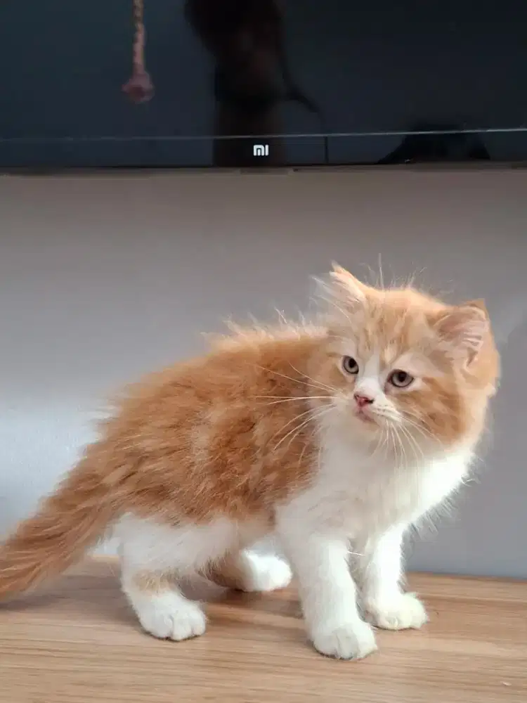 LA persia medium 2 bulan