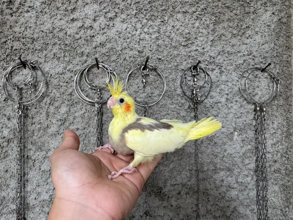 falk | parkit australia jinak respon spet