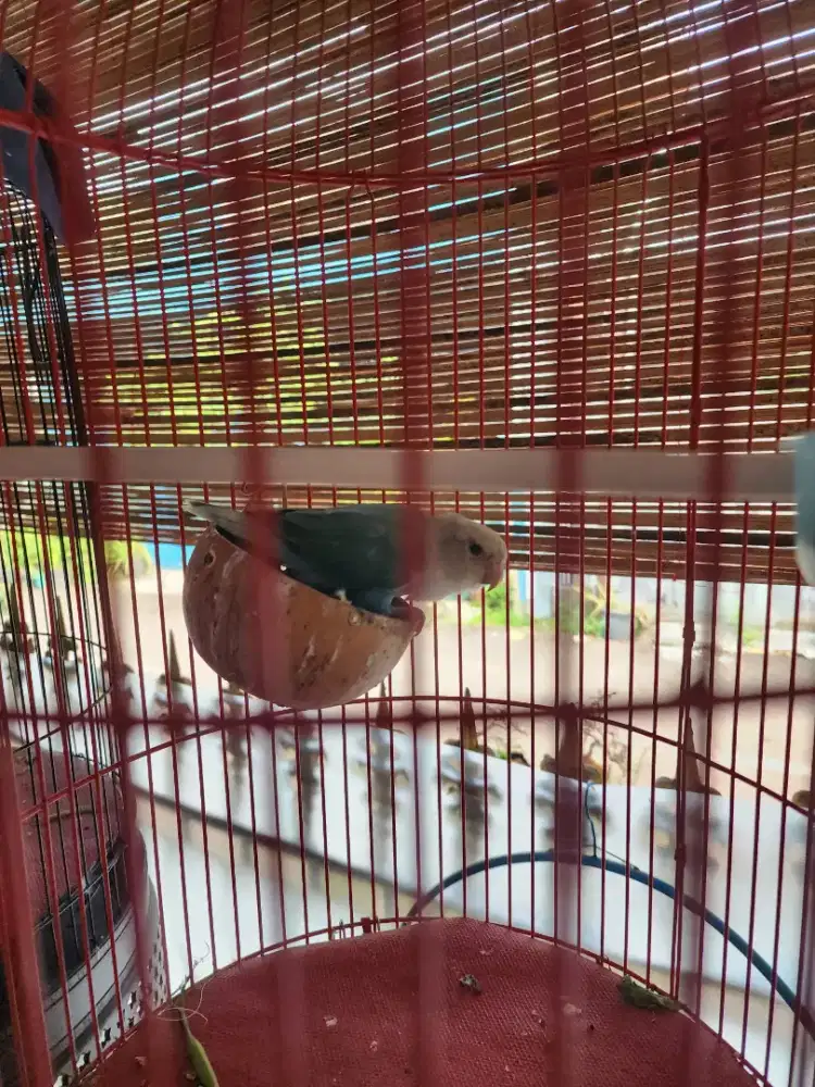 Burung full set edisi bosen ngerawat