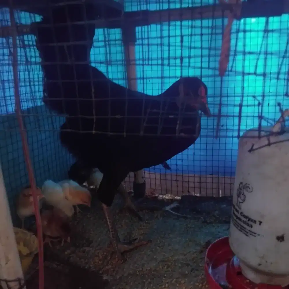 Ayam kampung babon dan 8 anaknya