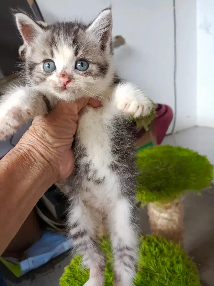 Jantan black taby and white