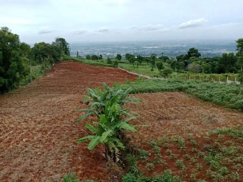 Di jual tanah Luas 15000m 800k lokasi hambalang