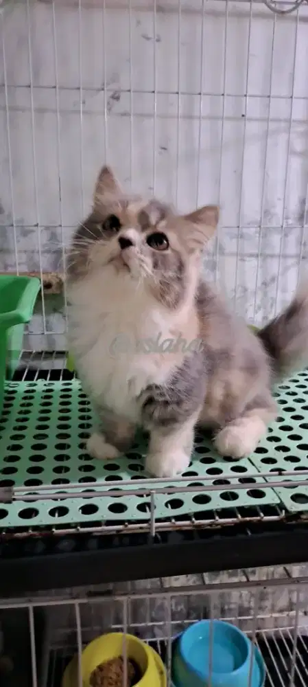 Kucing cebol betina/kucing munchkin /kitten munchkinl betina