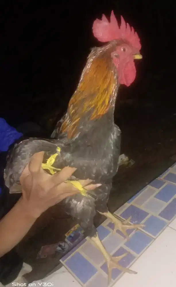 Ayam kampung super