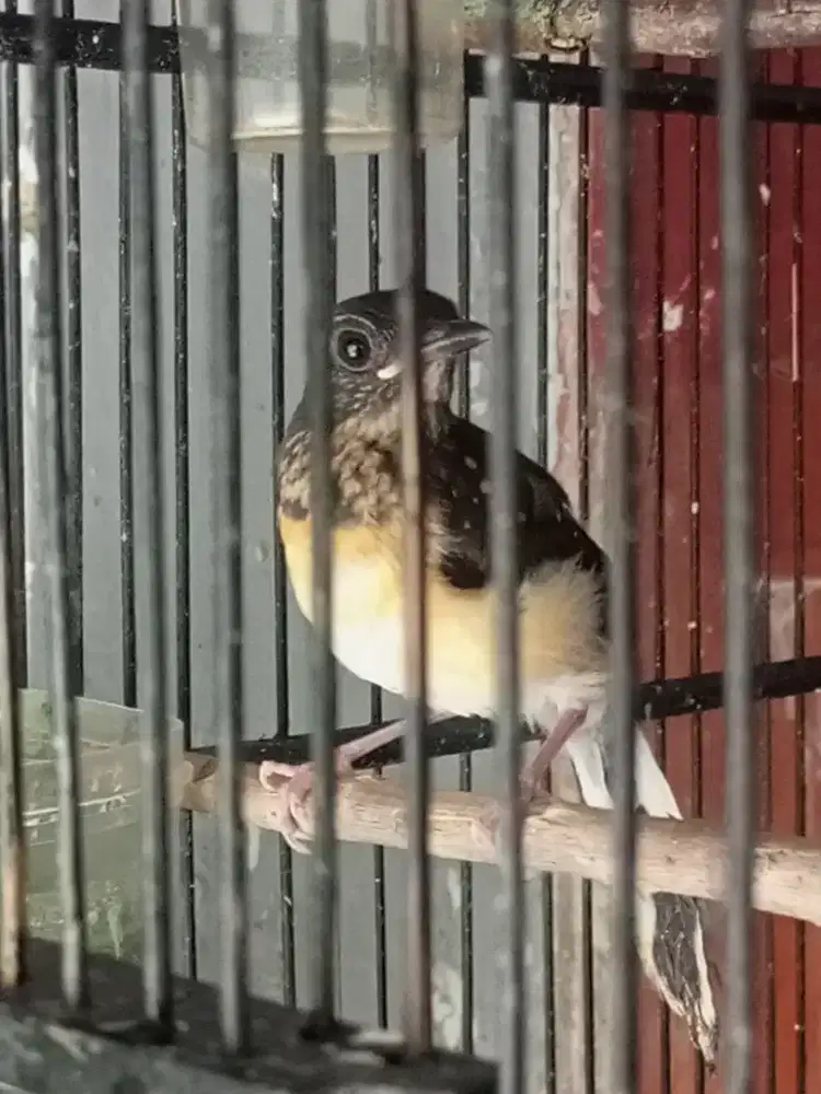 Anakan Murai Medan Trotol