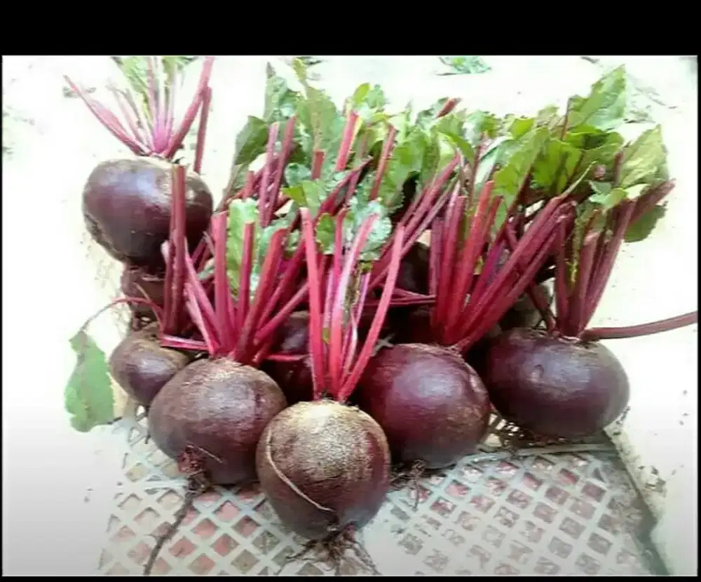 Her bal tdk ber bau& bisa di Juice