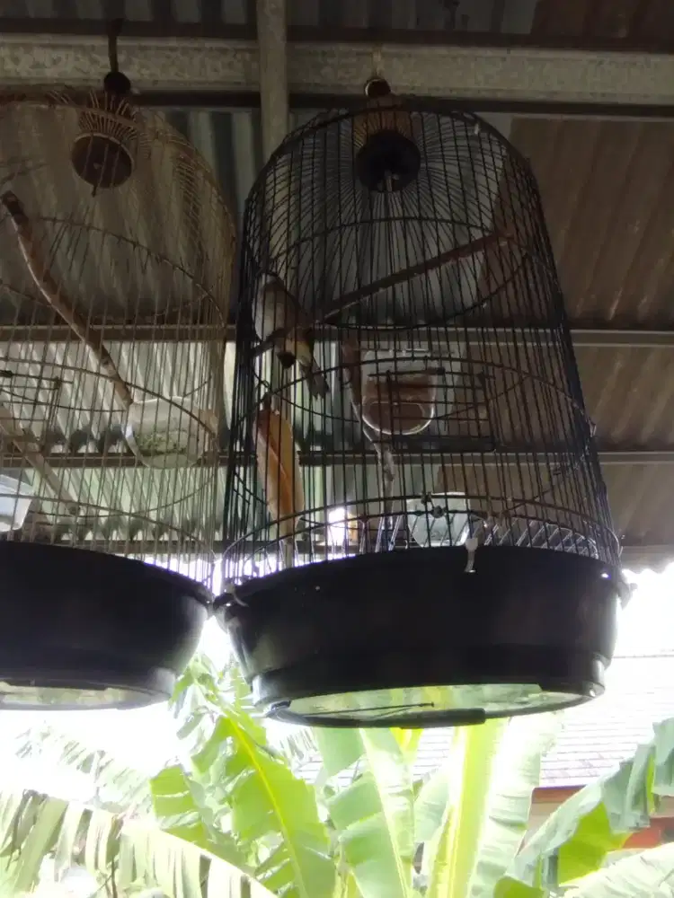 Burung trucuk jinak dach bunyi