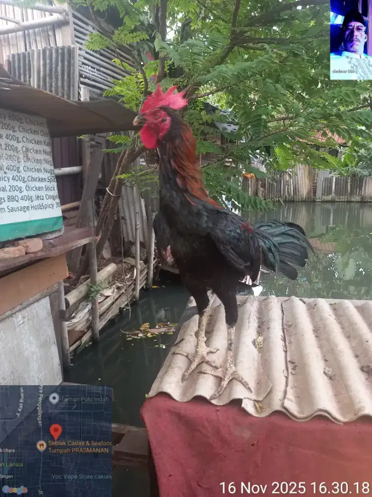 Ayam blasteran bangkok