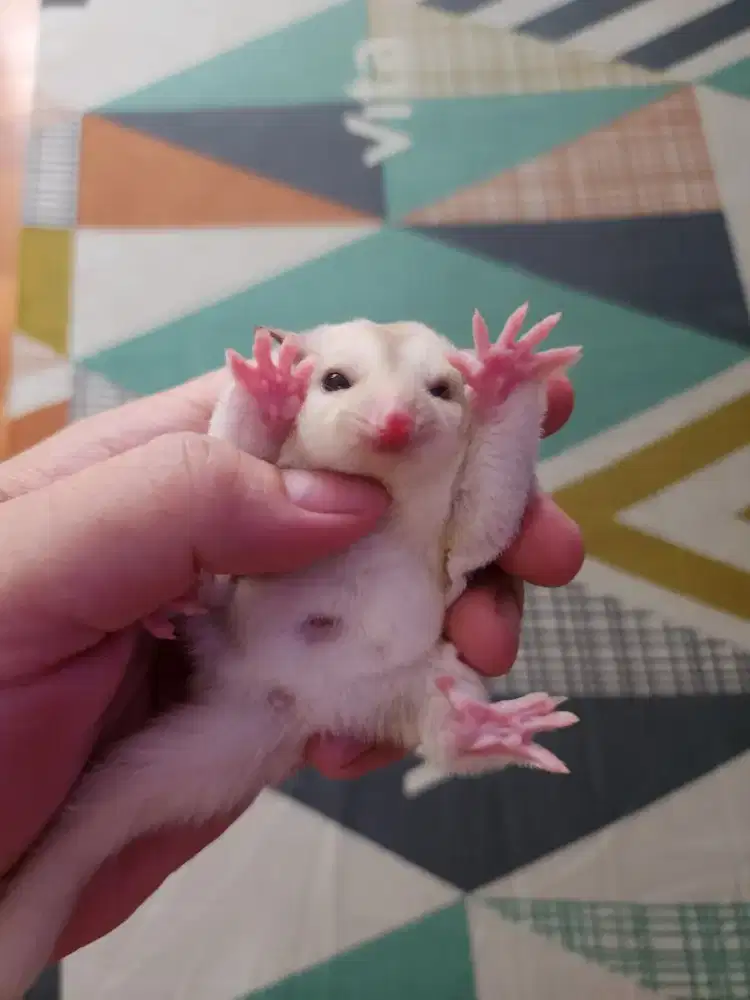 Sugar glider cremino