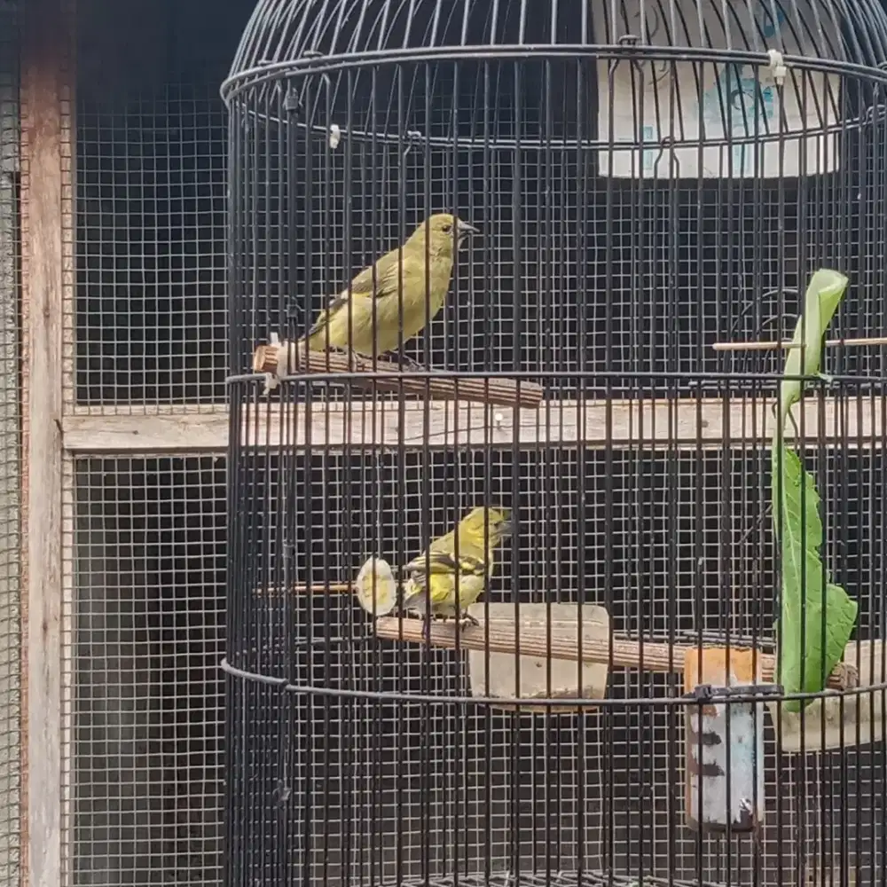 Burung blackheadsiskin