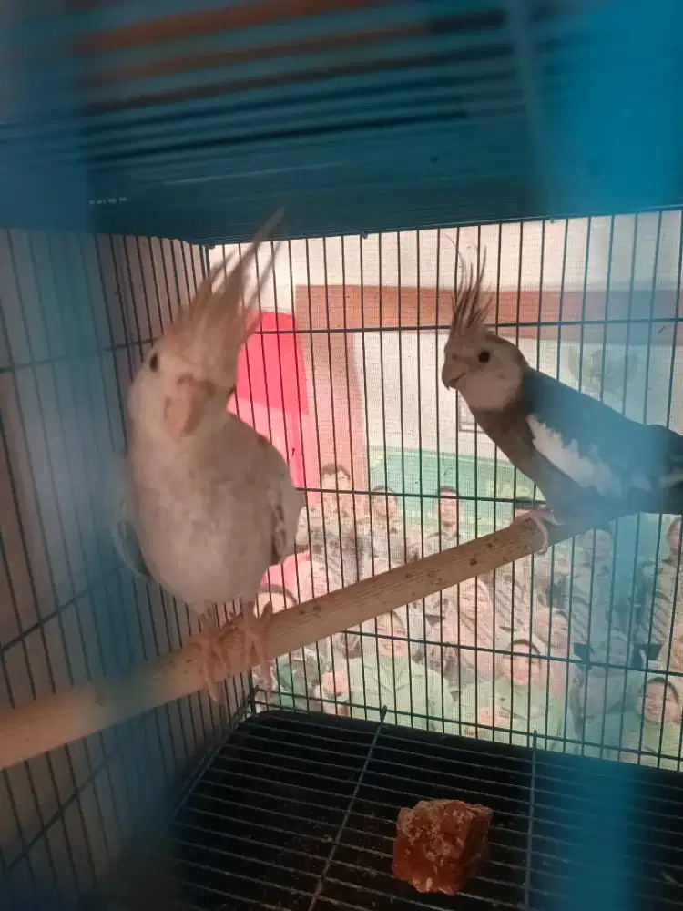 Burung falk sepasang wf