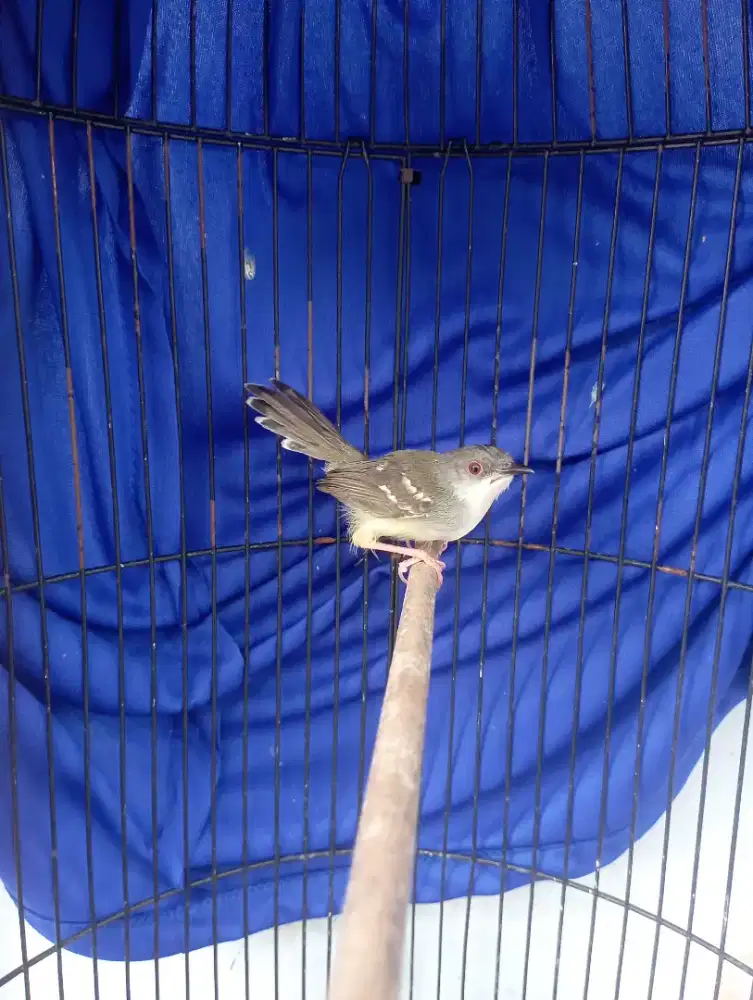 Burung cisem Ciblek semi jantan pur total