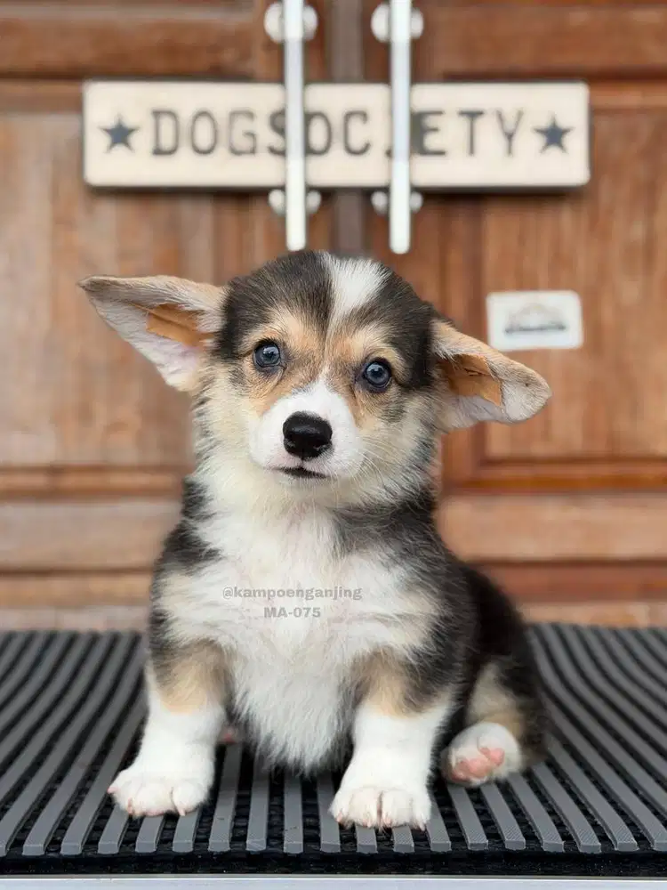Pembroke Welsh Corgi, Puppy Super Ceria dan Manis!
