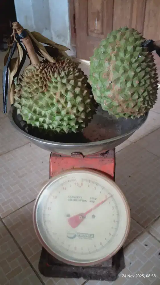 Durian Duri Hitam dari kebun sendiri