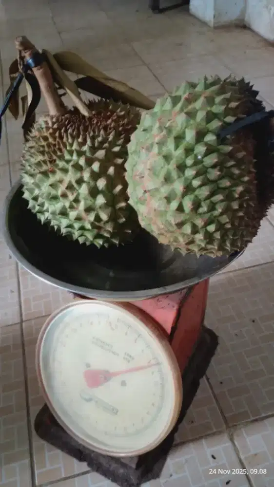 Durian Duri Hitam dari Kebun Sendiri