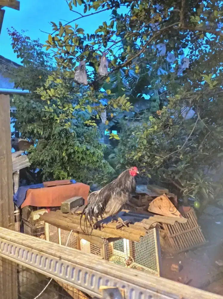 AYAM BANTAM BLACK SUMATERA