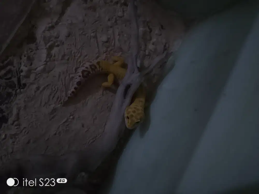 Gecko indukan jantan