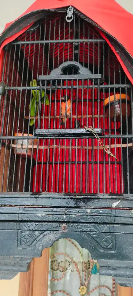 Dijual Red Siskin merah bunyi fullset