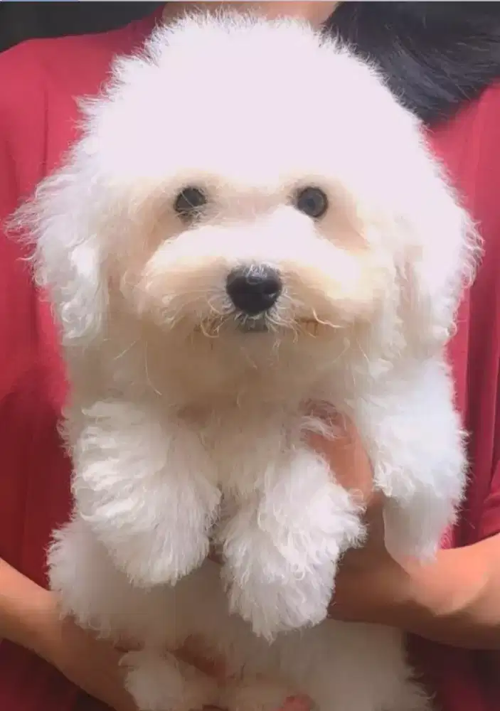 Bichon frise jantan stambum vaksin