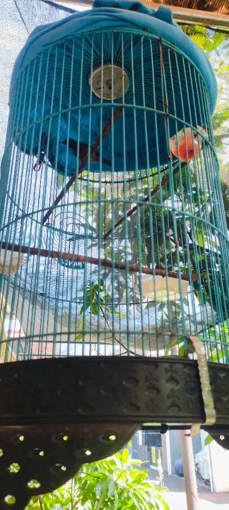 Dijual Konin dewasa rajin bunyi full sett