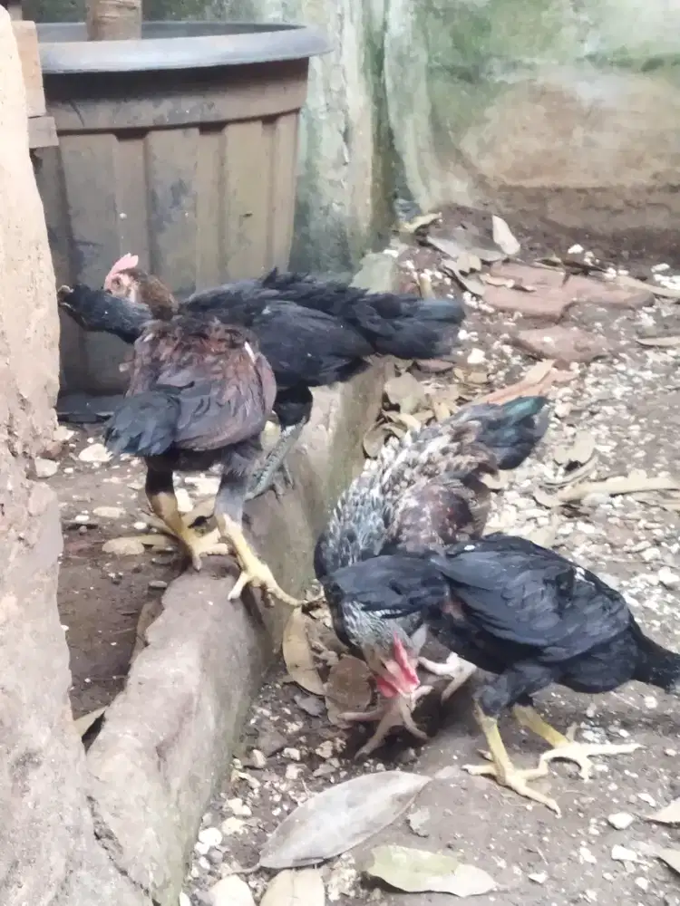 2 Pasang Ayam Pelung umur 2 bulan