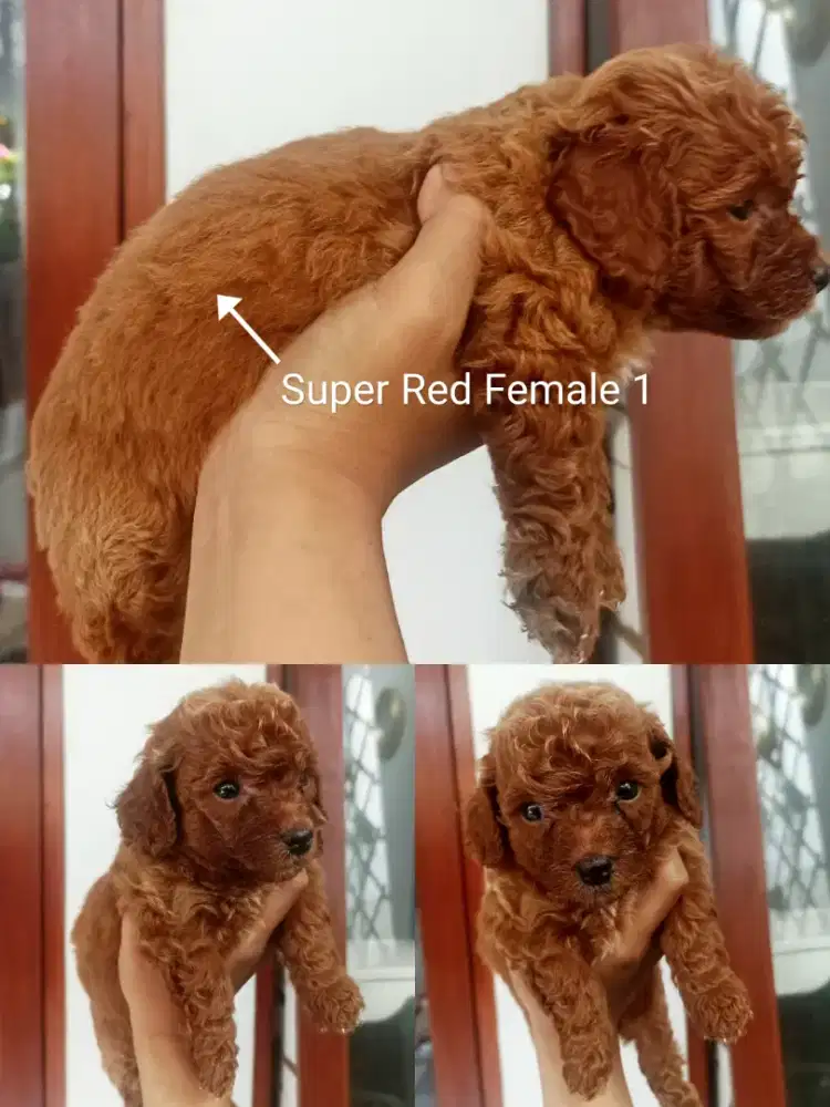 Toy Poodle Puppies