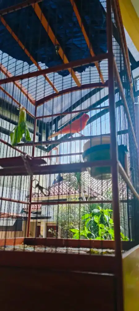 Dijual Kenari Merlok rajin bunyi Burja