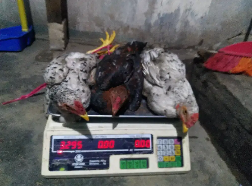 Ayam Kampung Kemanggang