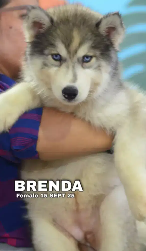 Siberian Husky abu betina •BRENDA•