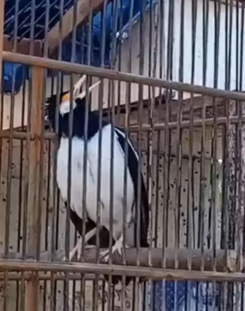 Burung Jalak suren Gacor