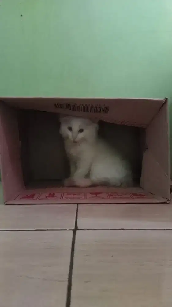 Di cari asisten groomer untuk home service.