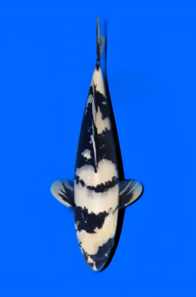 ikan koi shiro utsuri 40cm