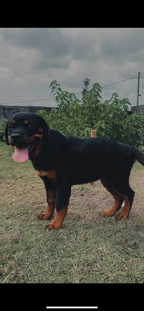 Rottweiler Puppy