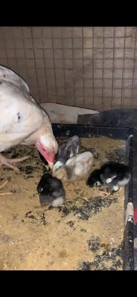 Anakan ayam bangkok x mangon