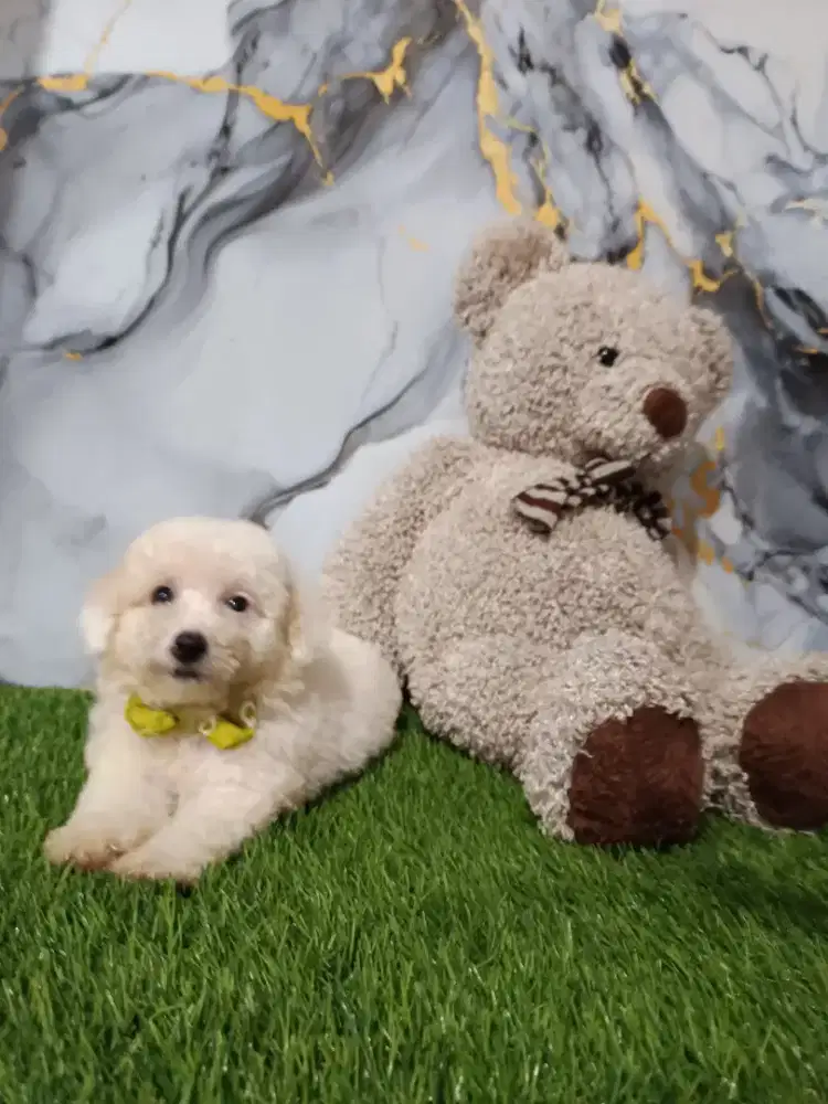 Poodle putih jantan kosongan