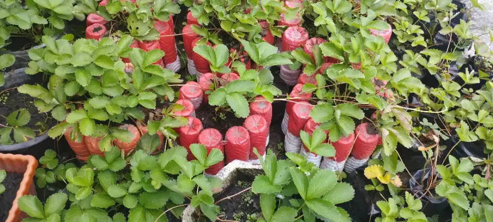 Bibit strobery sahat