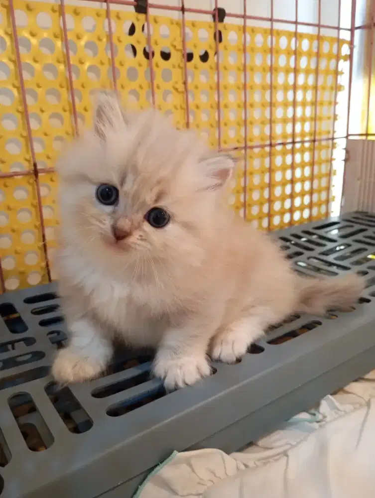 Munchkin kitten jantan