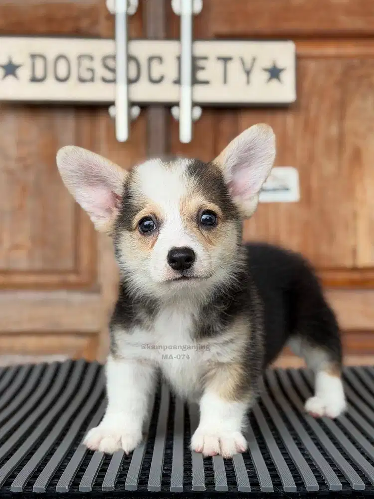 Pembroke Corgi, Puppy Pintar dan Penuh Kasih Sayang!