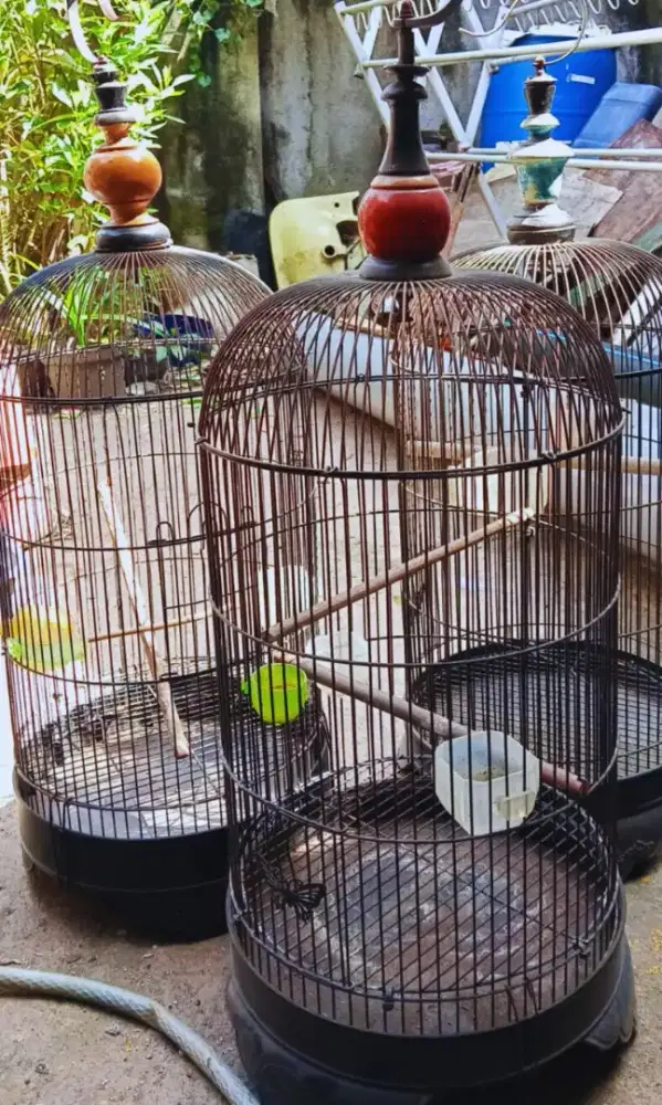 Kandang burung Lovebird