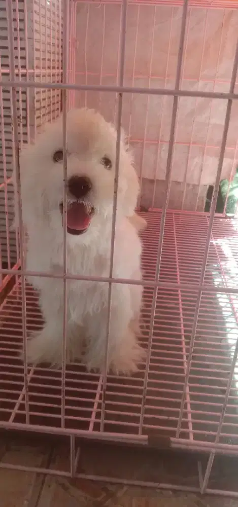 Anakan Maltese jantan 4 bln