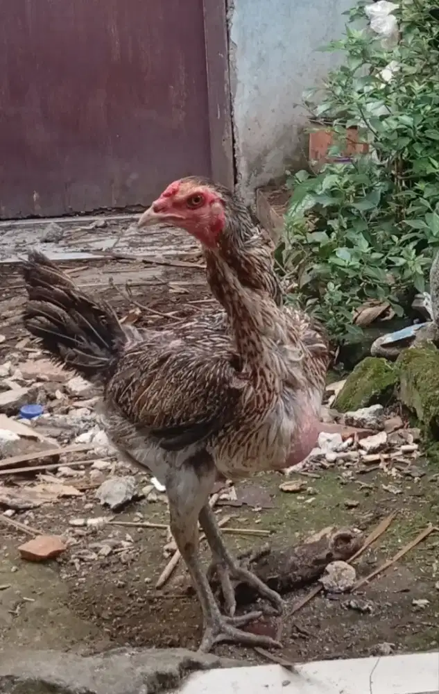 Biang Mangon blm pernah punya anak