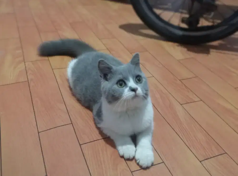 Kucing British shorthair bicolor