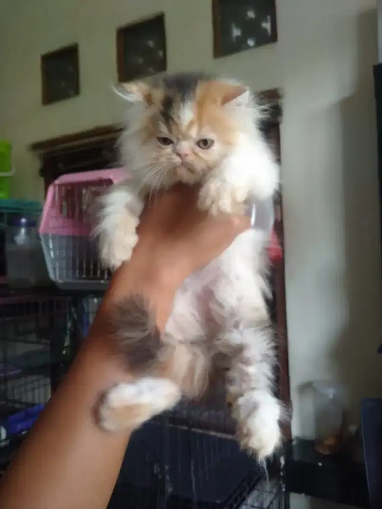 Kitten betina flatnose