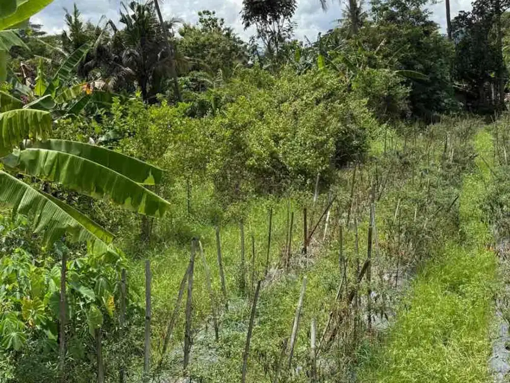 Dijual Tanah Sawah di Sendang Agung Minggir Sleman