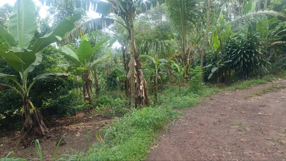Tanah 8000m Cijeruk, Sukarasa, Tanjung Sari - Bogor