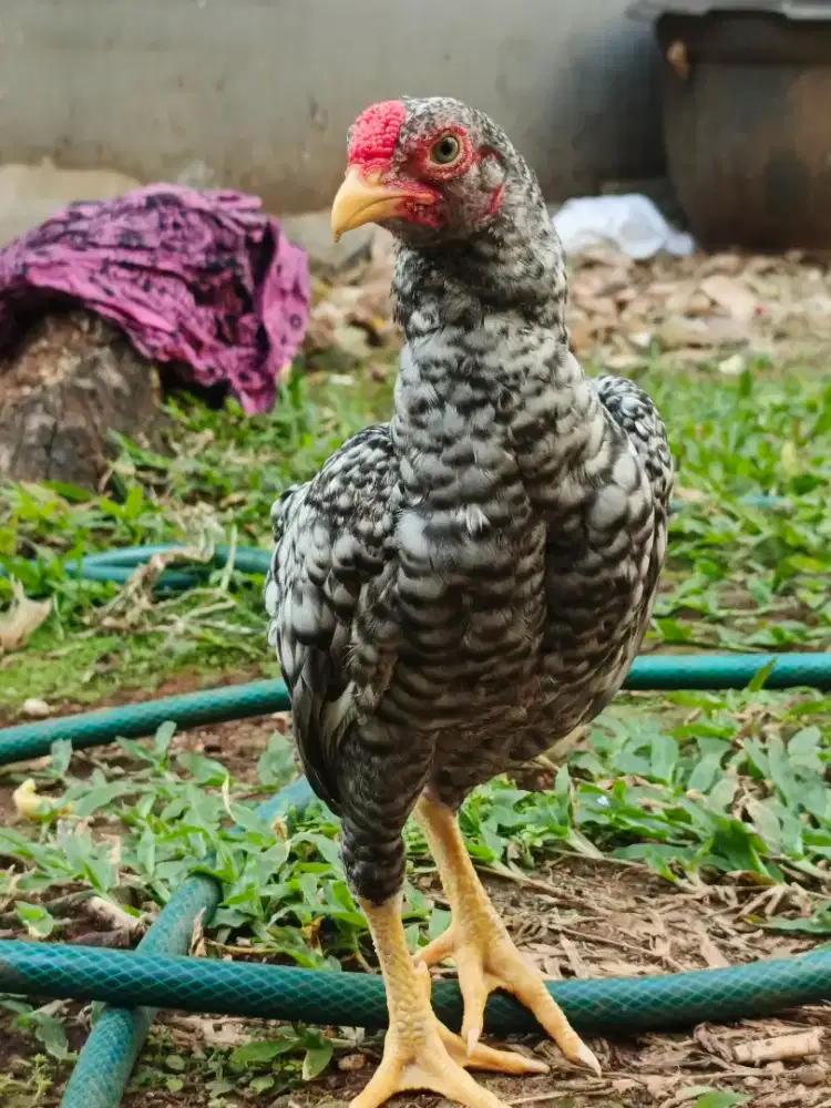 Ko Shamo Mini Jepang Jantan 4 Bulan